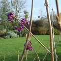 Callicarpa bodinieri rameau P22